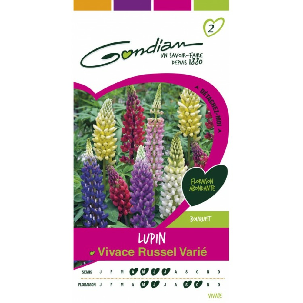 Lupin vivace russel varié