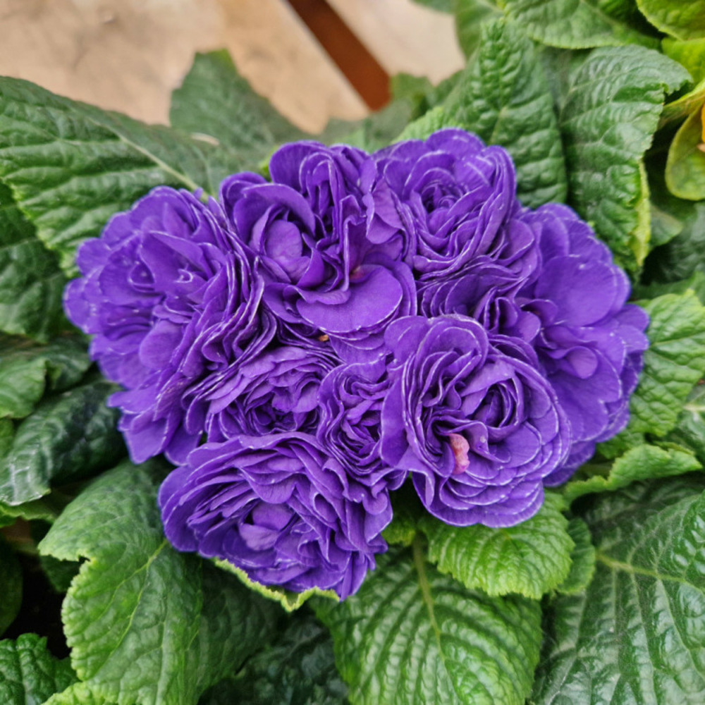 Primevère double belarina 'ocean blue' pot de 10.5 cm