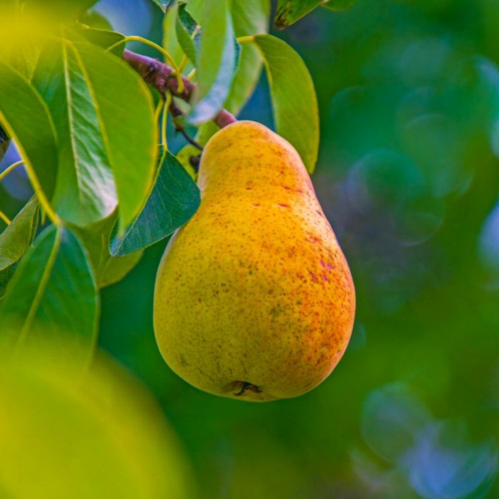 Poirier 'williams' (pyrus communis 'williams')