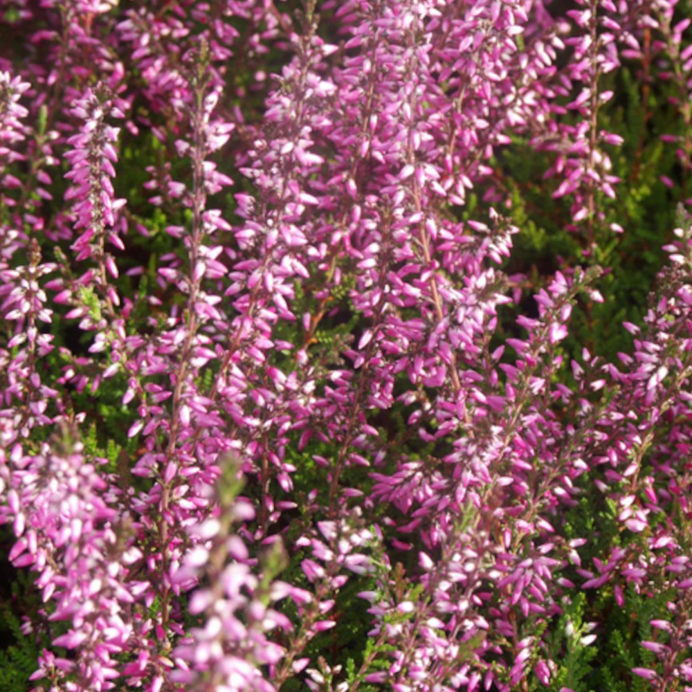 Bruyère d'été marlies godet - 5/20 cm