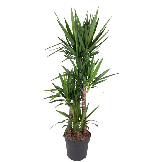 Yucca elephantipe - plantes d'intérieur
