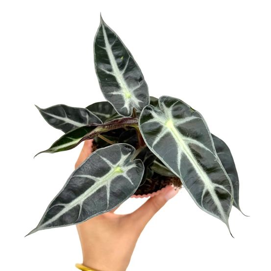 Alocasia bambino arrow - pot de 9cm - plantes d'intérieur