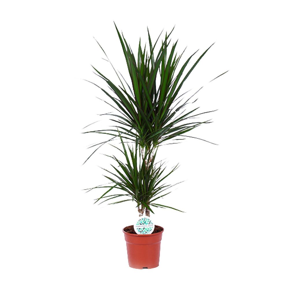 Dracaena marginata - ø17cm - ↕75cm - plantes d'intérieur
