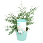 Eucalyptus pulverulenta baby blue - arbuste plante naturelle - pot 19cm - hauteur 40-50cm