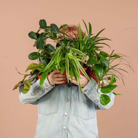 Coffret – plantes seconde vie - 12 plantes + paniers