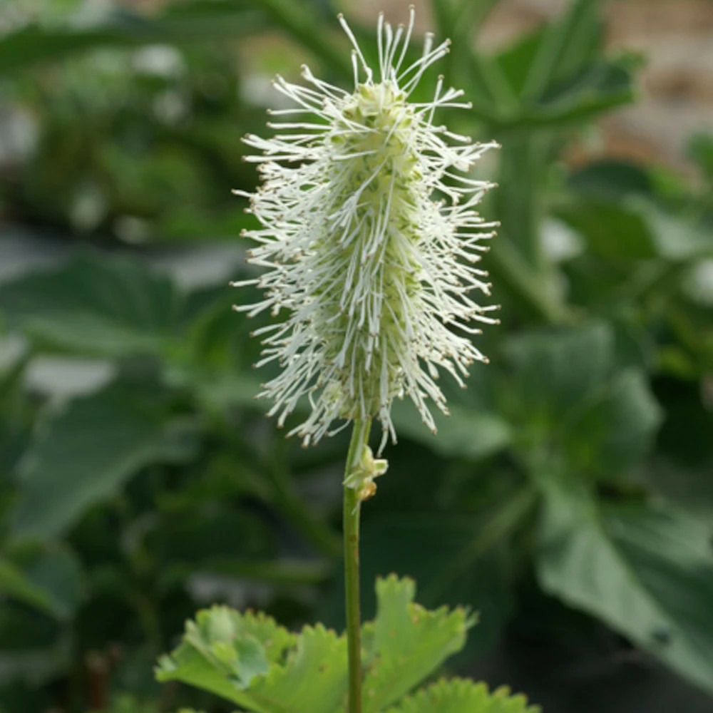 Sanguisorba - pimprenelle du japon blanche lot de 9 godets