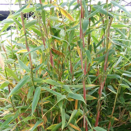 Bambou parapluie 'panda' pot de 12l/15l