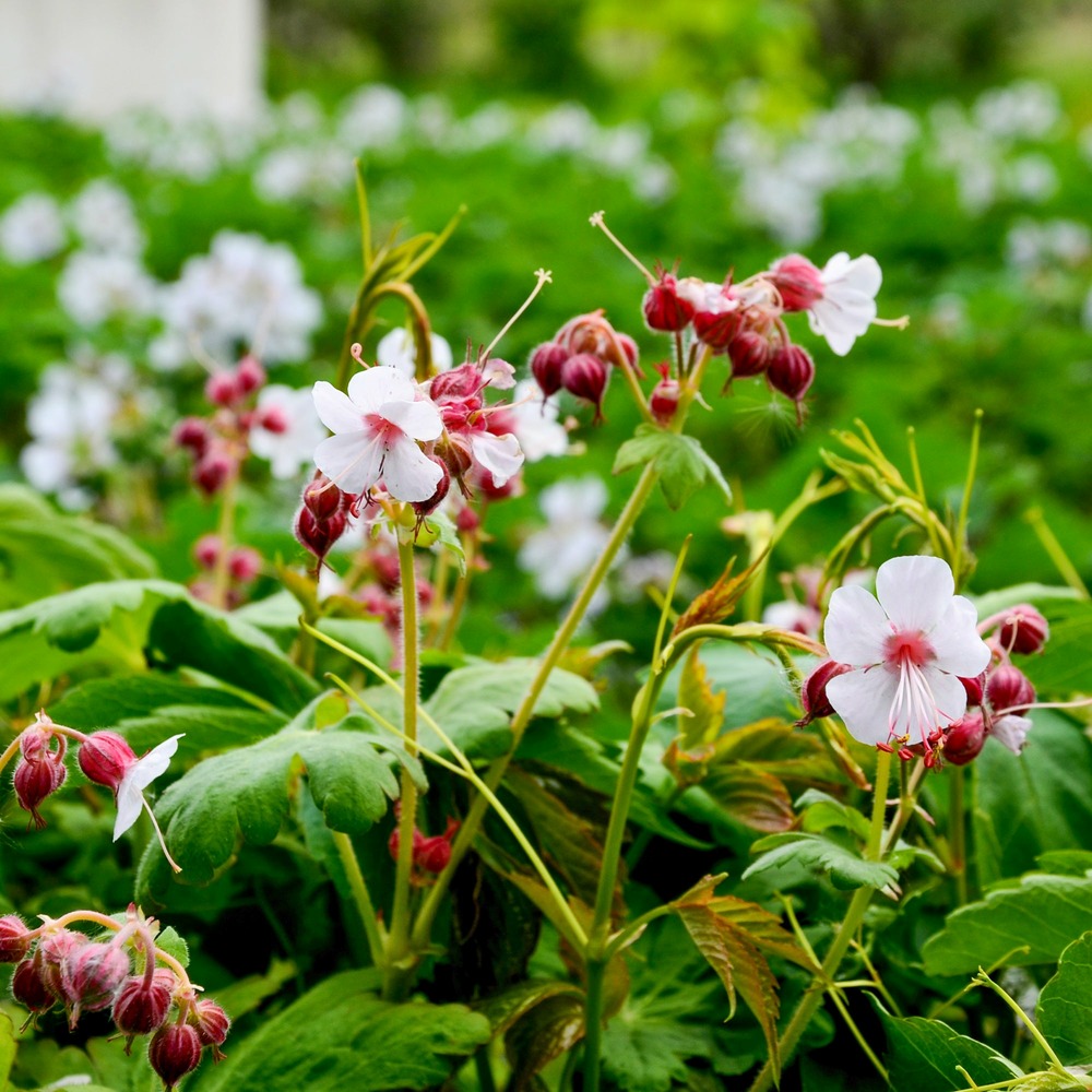 Géranium des balkans spessart - le pot / 8cm