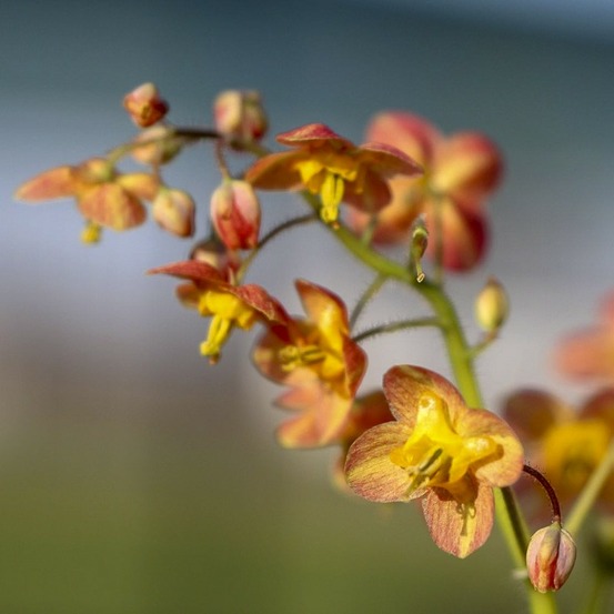 Fleur des elfes warleyense 'ellen willmott' godet de 8/9 cm