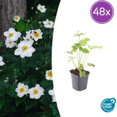 Lot de 48 - anemone hyb. 'honorine jobert' - h10-25 cm