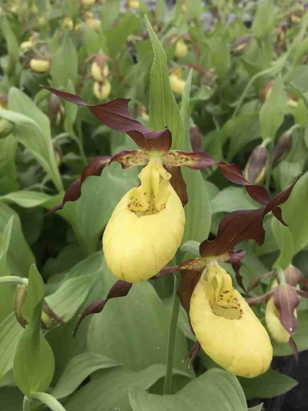 Cypripedium 