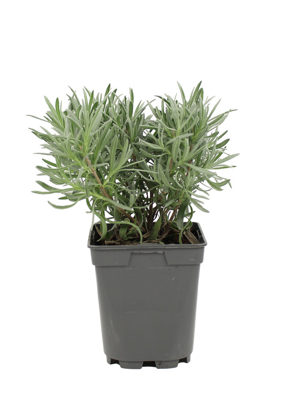 Plant de lavande condimentaire pot de 1l