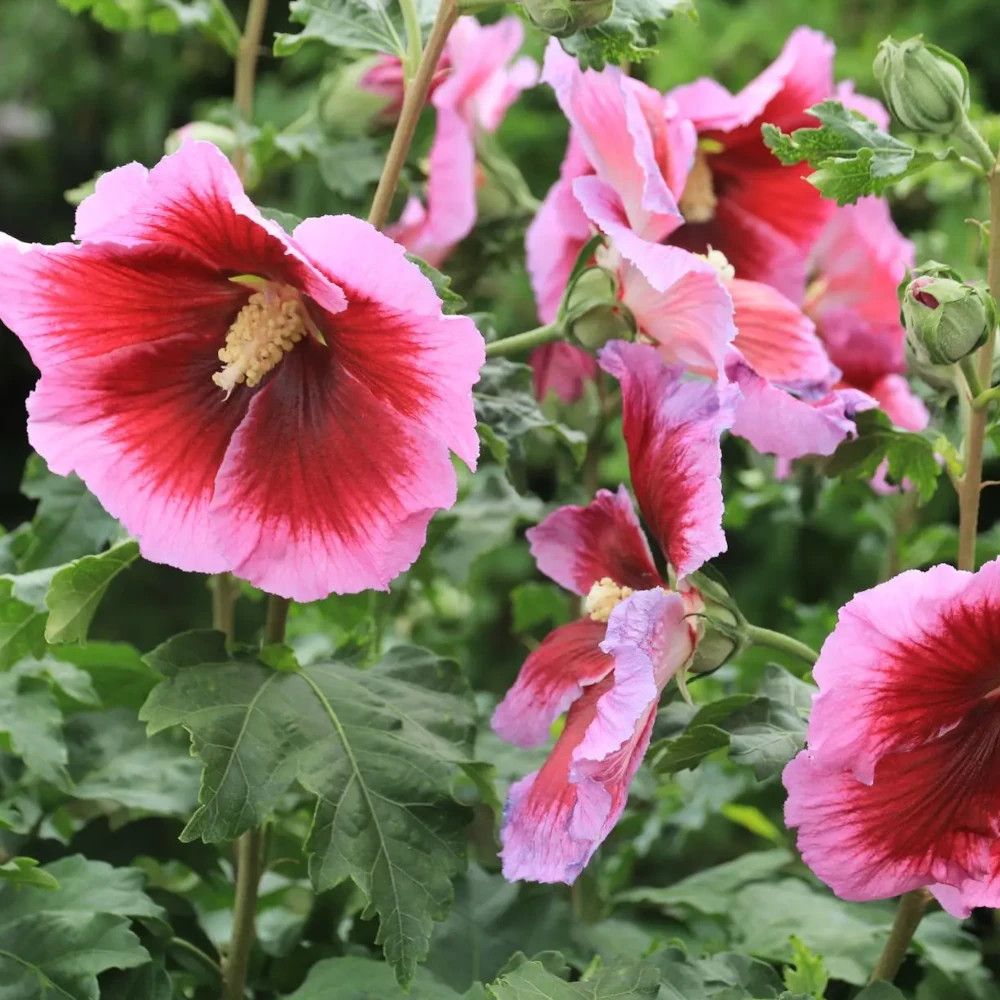 Hibiscus hibisa® 'cocktail', althéa pot de 5l - 40/60 cm
