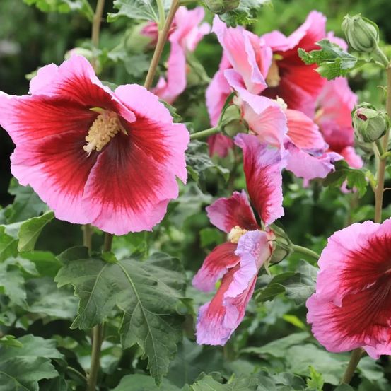 Hibiscus hibisa® 'cocktail', althéa pot de 5l - 40/60 cm