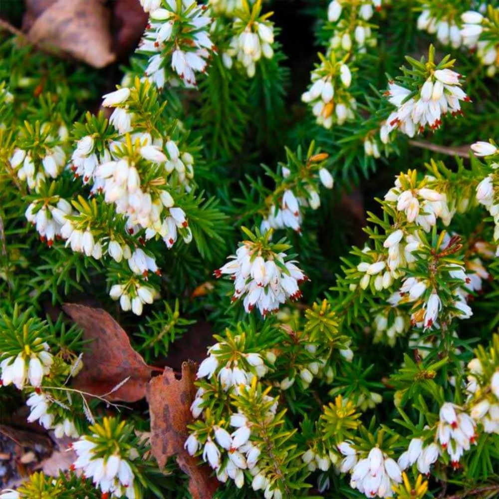 Bruyère cendrée 'natacha' (erica cinerea 'natacha')