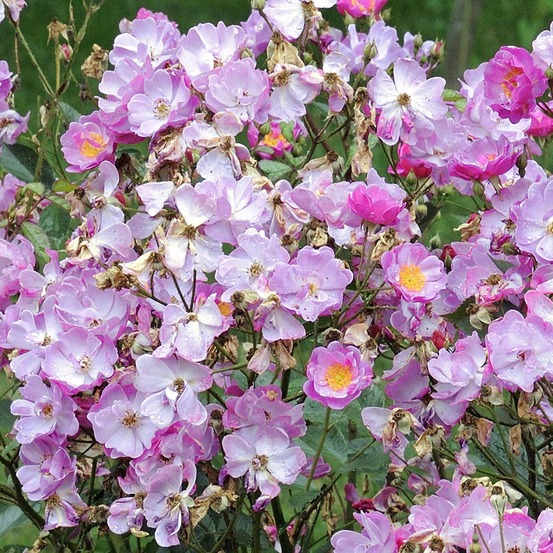 Rosier arbuste lavender dream® 'interlav' pot de 2l/3l