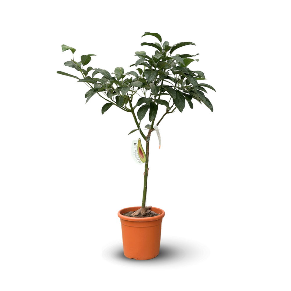 Avocatier - persea americana - arbre fruitier - ↕ 90-100 cm - ⌀ 22 cm