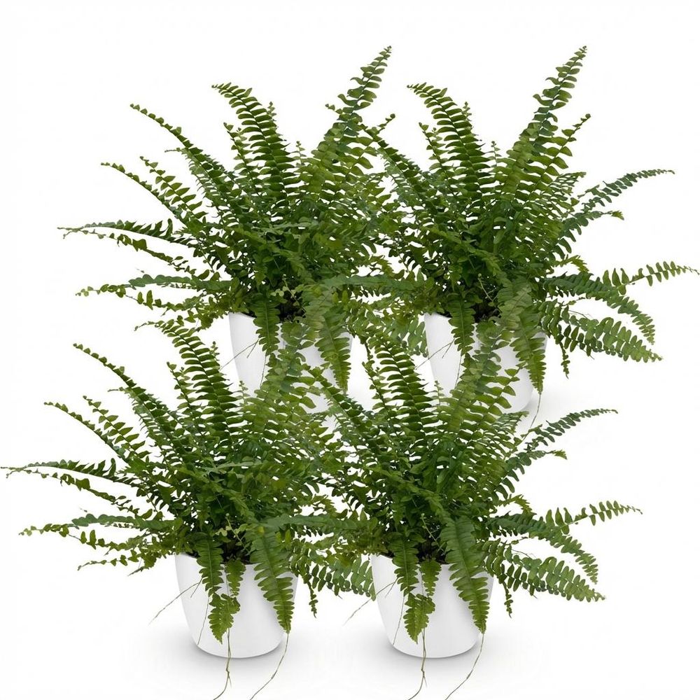 Nephrolepsis exaltata green lady - pet-friendly - pot de 12cm - hauteur 25-30cm