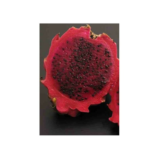 Pitaya : hylocereus h. Purpusii (pitaya ou fruit du dragon)- pot de 4 litres ? 40/60 cm