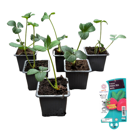 Fraisier mara des bois, lot de 6 godets 7cm