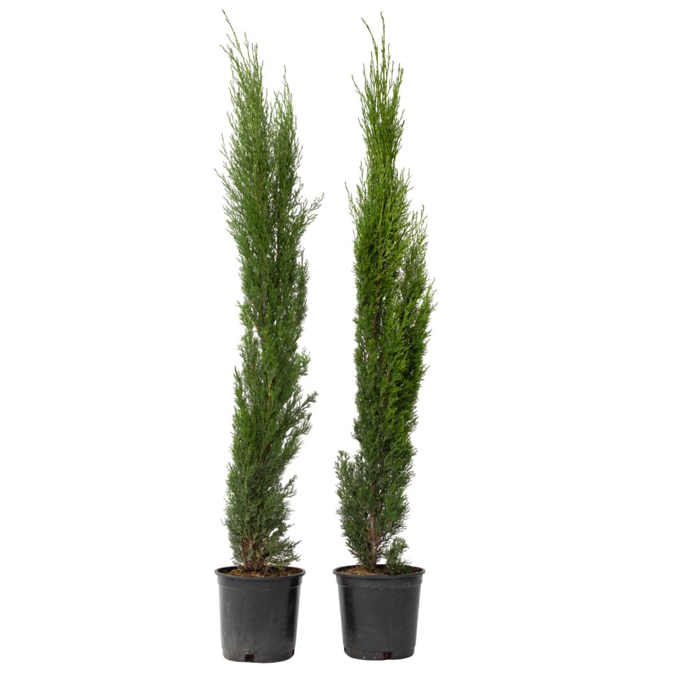 Cyprès toujours vert - set de 2 - cupressus sempervirens - h70-80cm - ⌀19cm