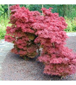 Érable du japon 'shaina' pot de 6l/7l