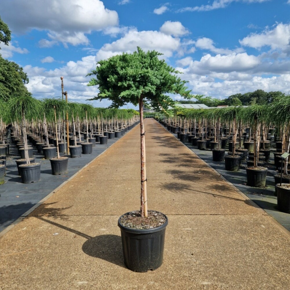 Genévrier rampant 'nana' pot 15l 90cm - juniperus procumbens nana