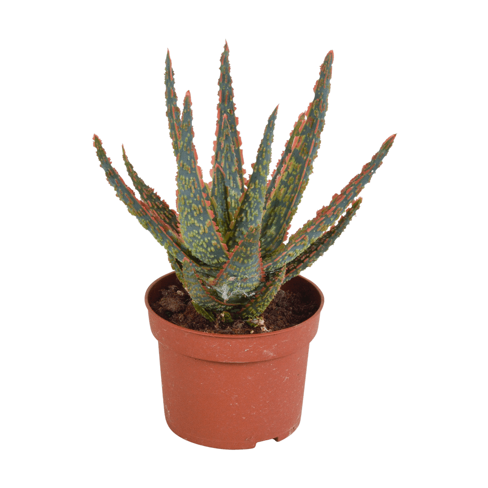 Aloe zebrina - plantes d'intérieur