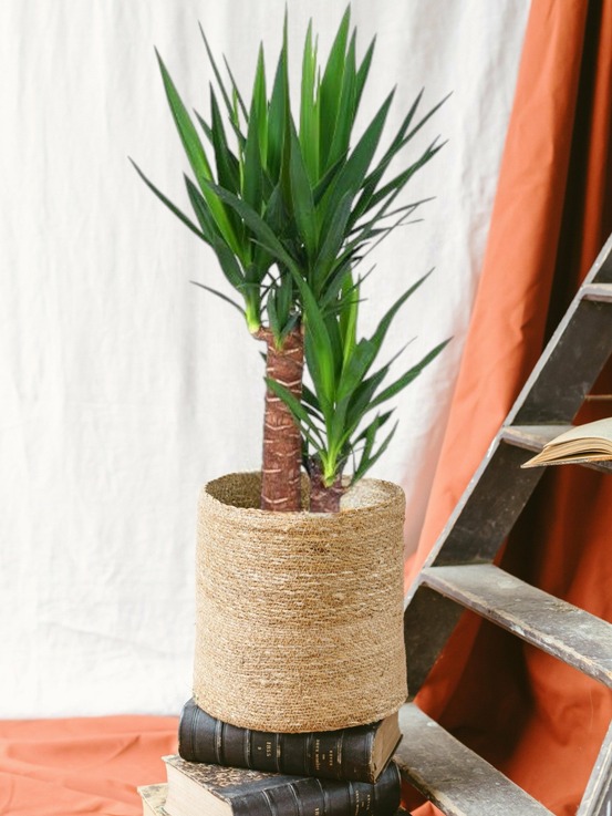 Yucca 80cm - plante d'intérieur