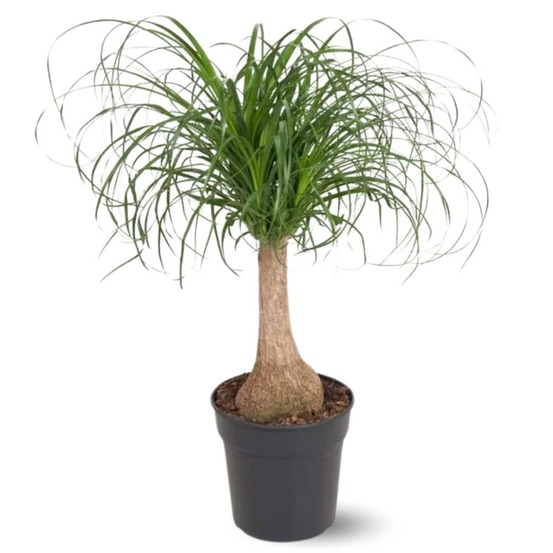 Beaucarnea recurvata - pied d'éléphant - ↕ 90-100 cm - ⌀ 22 cm - plante d'intérieur