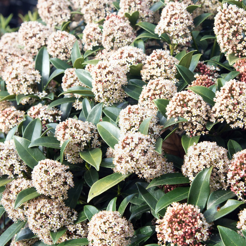 Skimmia du japon - le pot / 2l / hauteur livrée 20-25cm