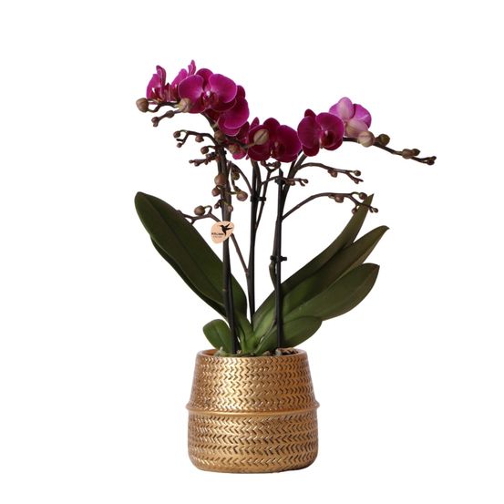 Orchidée phalaenopsis 'morelia' violette (phalaenopsis) - pot de 9cm - rainuré - plantes d'intérieur