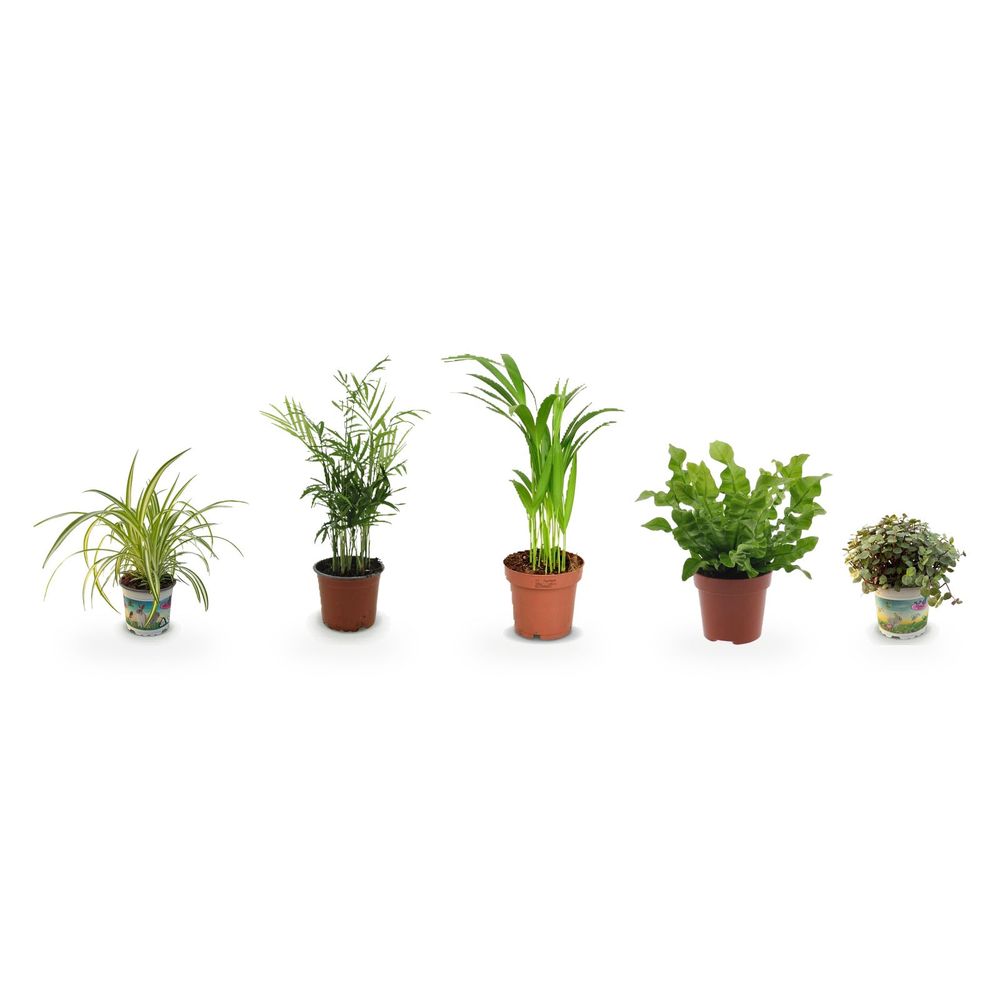Jungle de feuillages — lot de 5 plantes