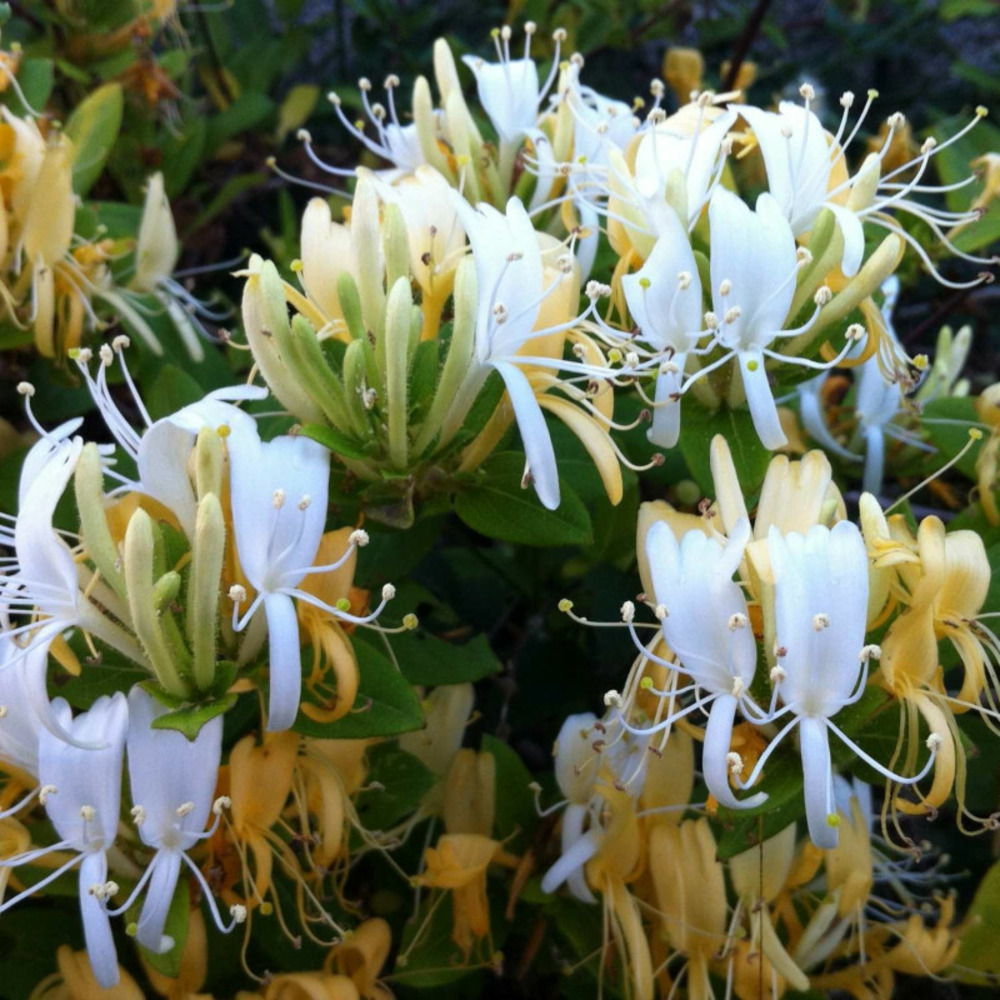 Chèvrefeuille du japon hall's prolific pot de 3l - echelle bambou 60/120 cm