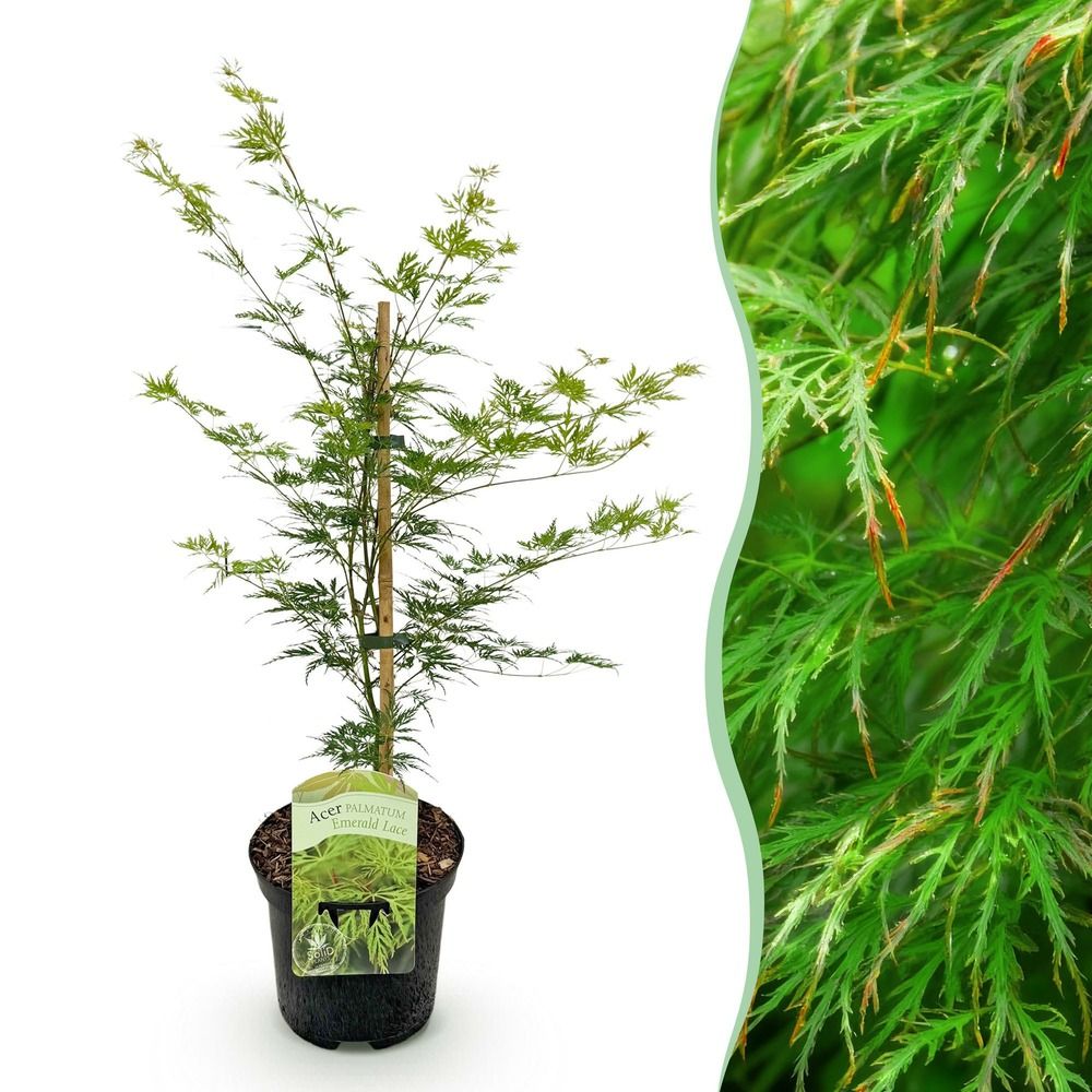 Érable du japon 'emerald lace' - pot 19 cm - hauteur 70 cm