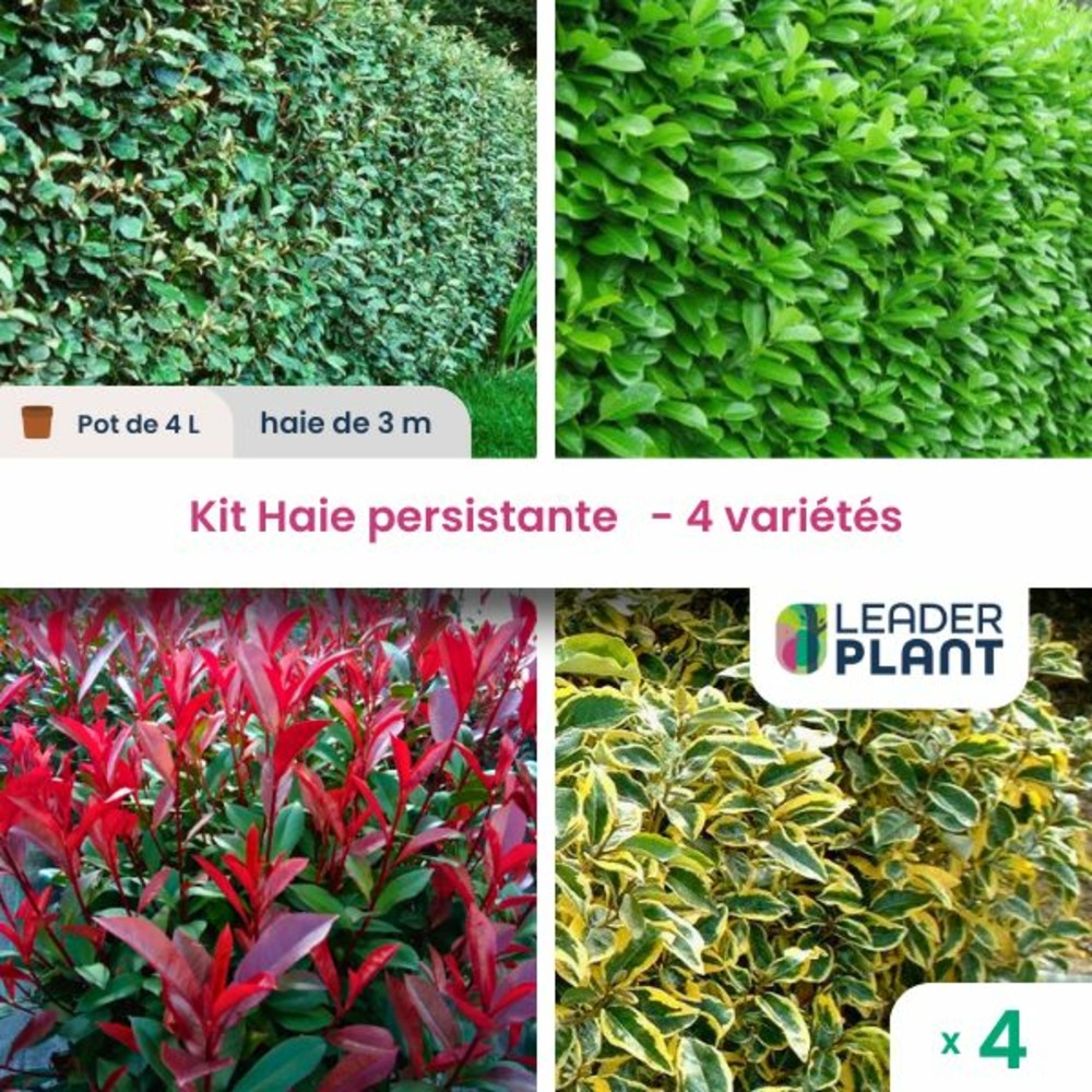 sansevieria star canyon granite Sansevieria Star Canyon Granite (Bogenhanf) – Foliage Dreams