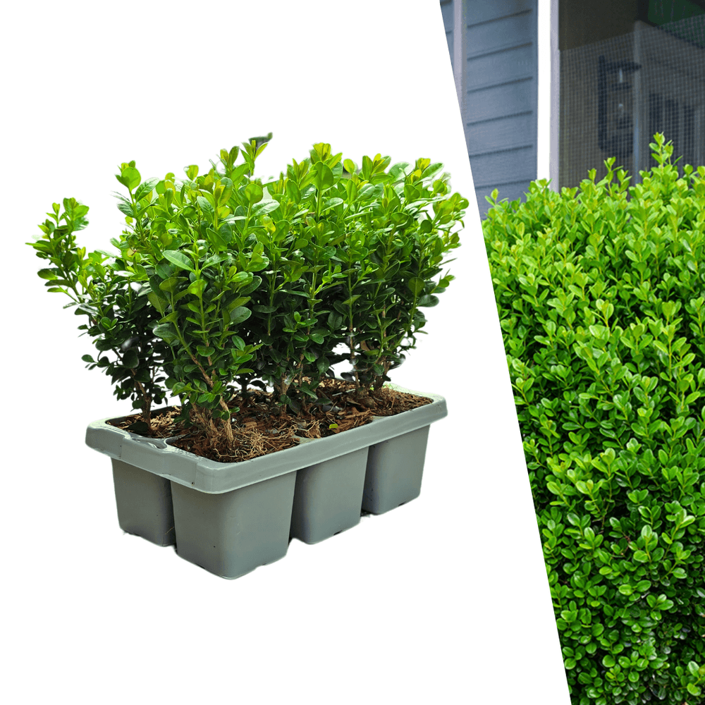 Buis compact - buxus 'newgen freedom' - lot de 6 - ø7cm - ↕15cm - plante d’extérieur