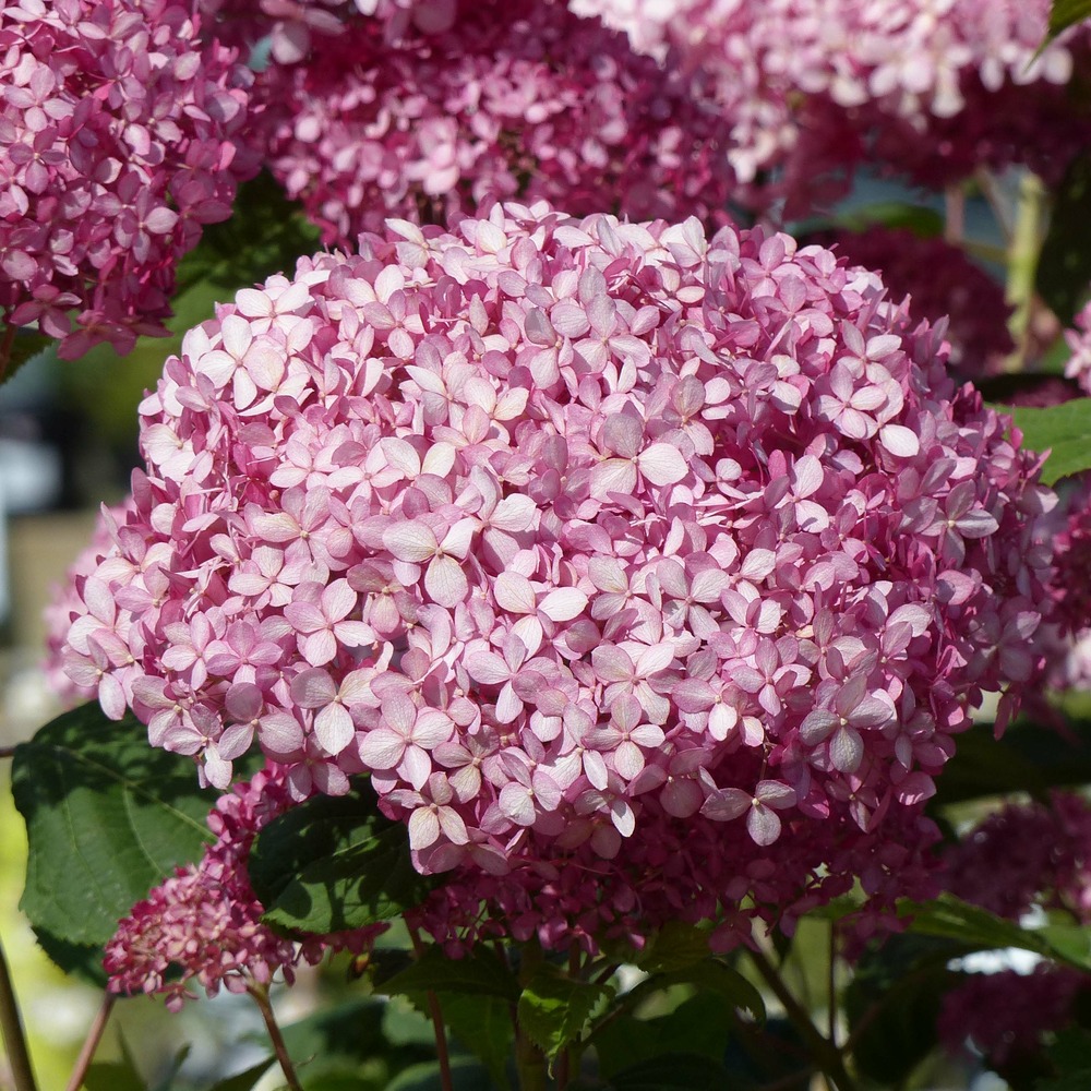 Hortensia de virginie 'invincibelle'® pot de 7,5l/10l, buisson, 3 /5 branches