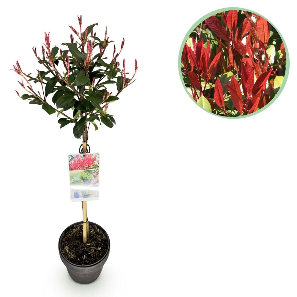 Photinia 'carre' - pot 19 cm - hauteur 90 cm