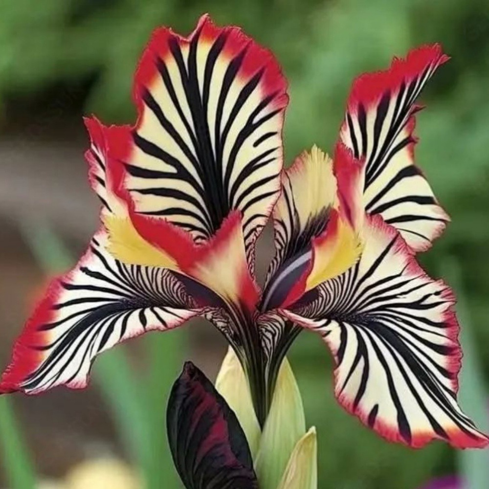 Graines de fleurs orchidée à rayures rouge 100 grains * 5 sachets