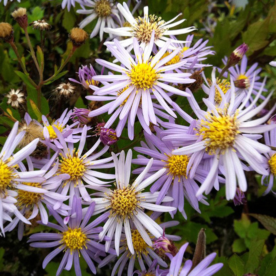 6 x aster 'asran' - aster 'asran' - godet 9cm x 9cm