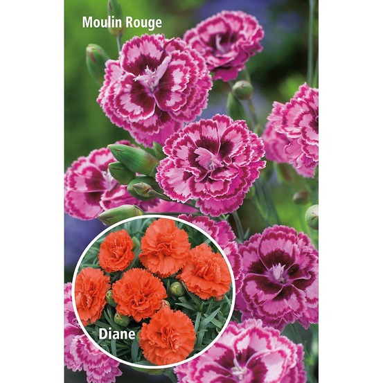 Offre 6 oeillets parfumes