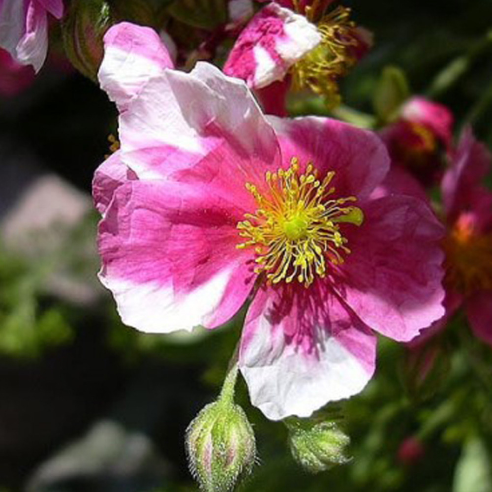 6 x hélianthème 'raspberry ripple' - helianthemum 'raspberry ripple'  - godet 9cm x 9cm