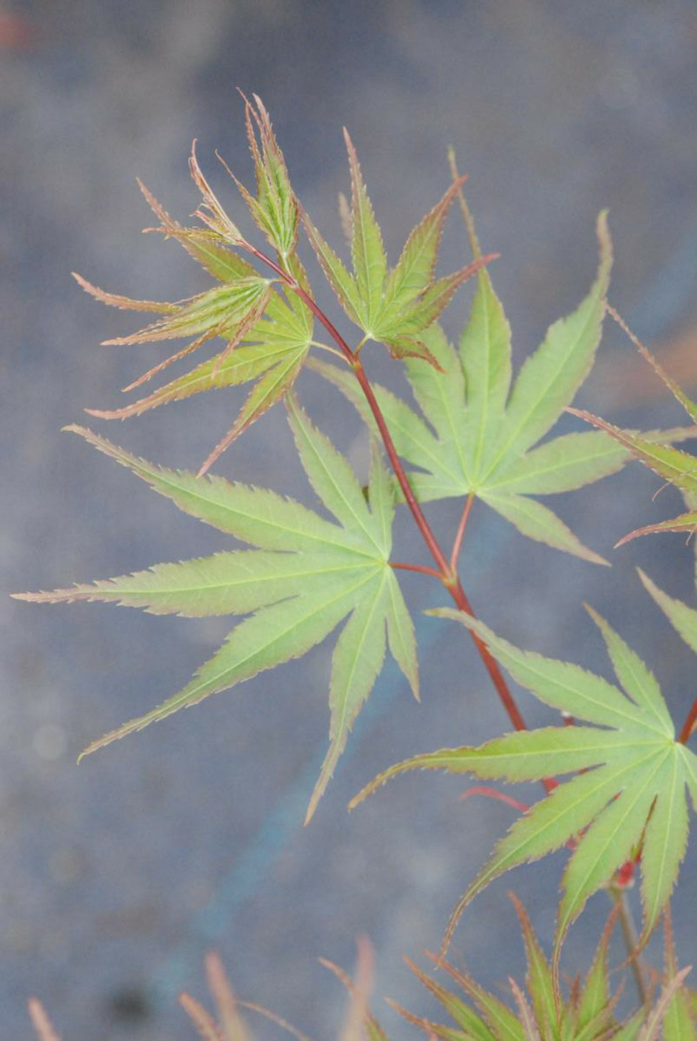 Erable du japon 'arakawa' - en pot de 2 litres