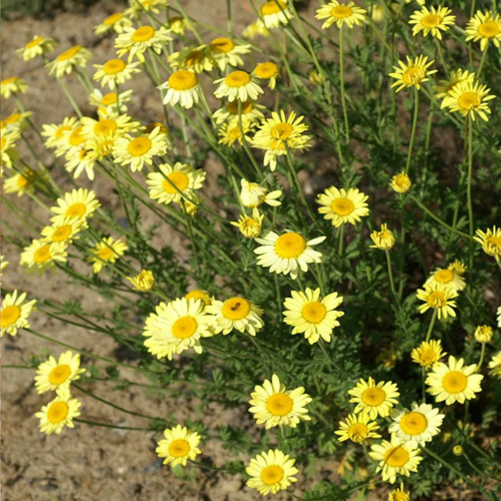 Anthémis des teinturiers e.c. Buxton godet - 5/20 cm