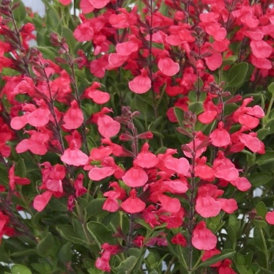 Sauge 'flammenn' pot de 2l/3l