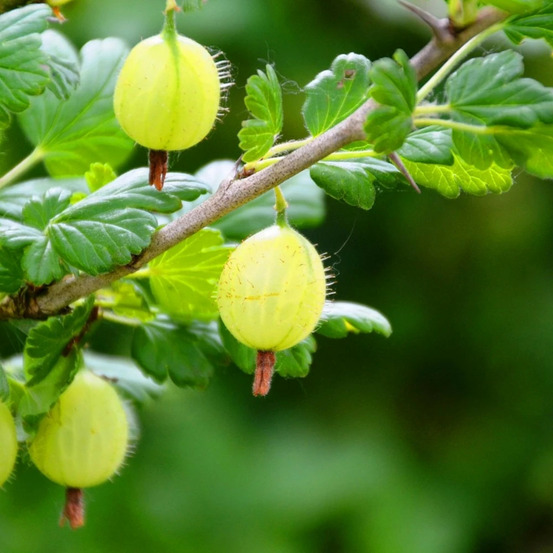 Groseillier à maquereaux invicta pot de 10 l - 1/4 tige