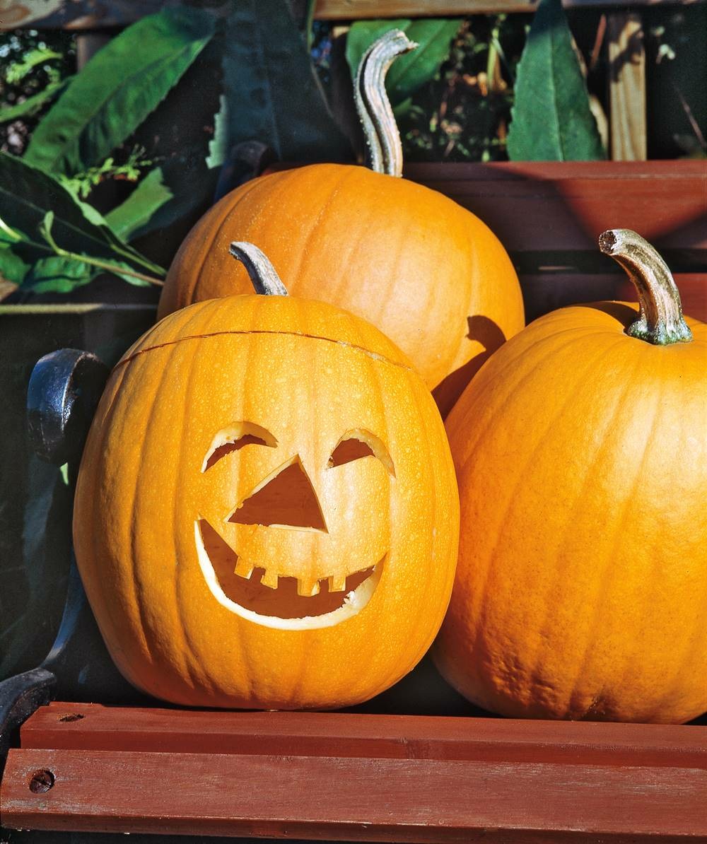 Potiron jack o lantern - 5 g