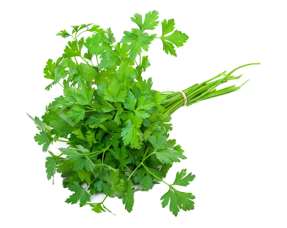 Sachet de graines de persil commun - sachet de 5 grammes - petite entreprise française - made in france