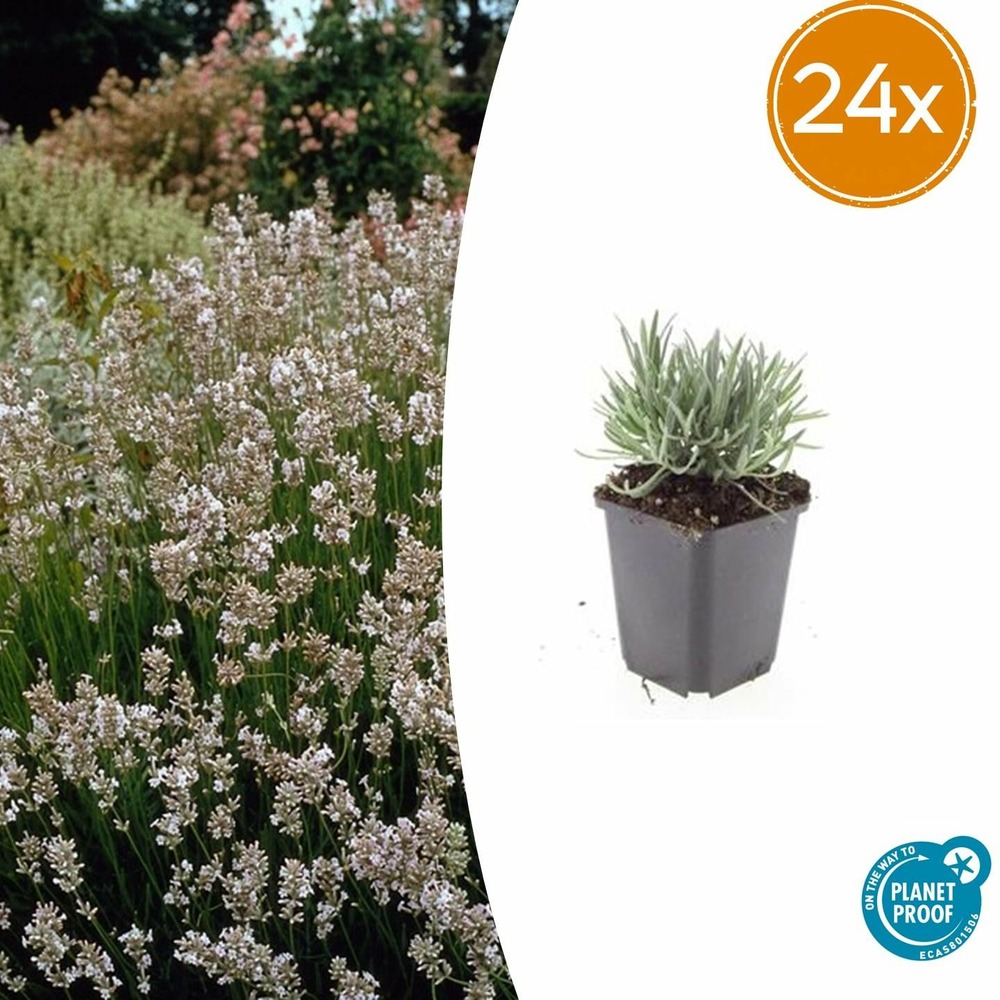 Lot de 24 - lavandula int. 'edelweiss' - h10-25 cm